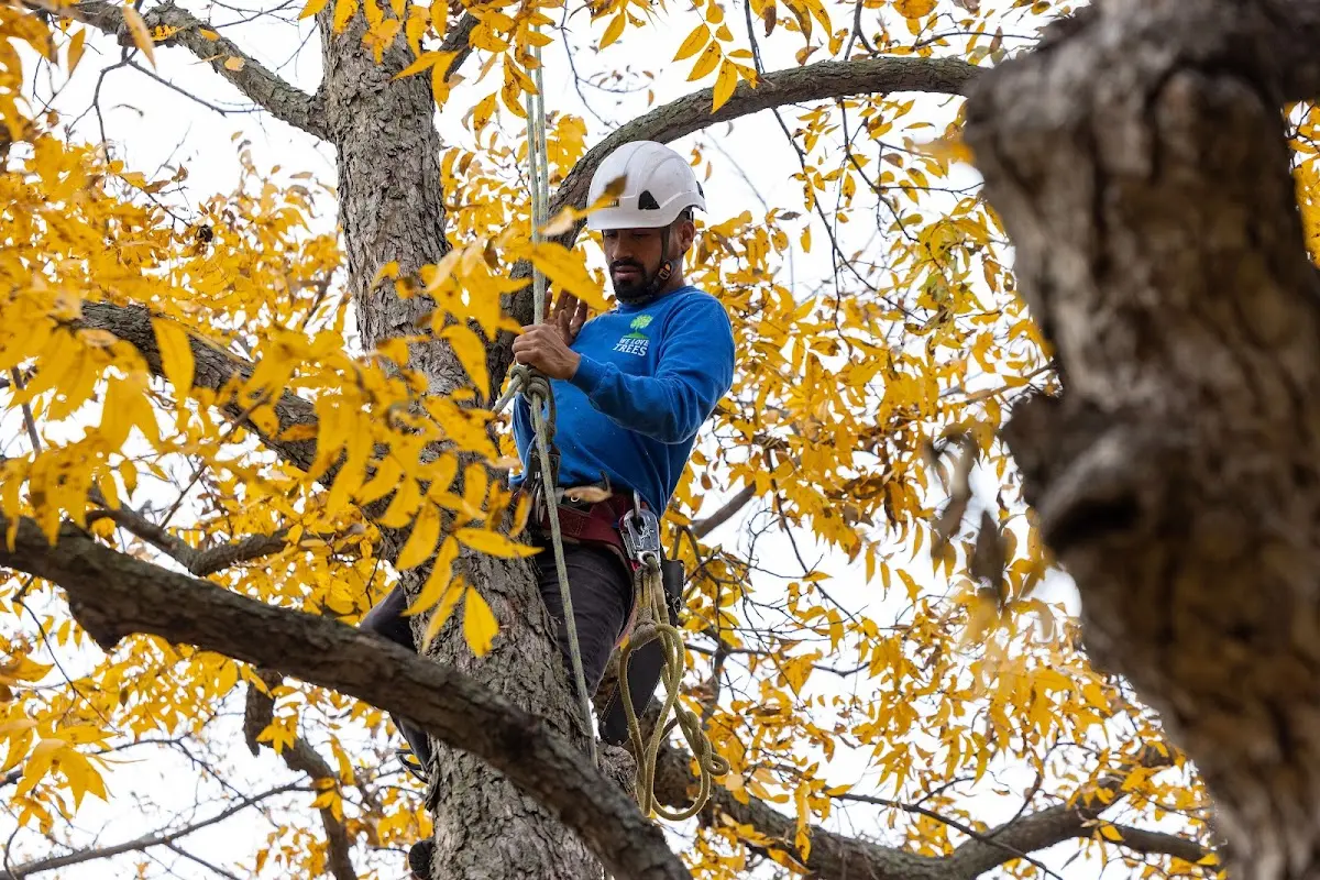 Skilled Tree Transplanting crew working in Nichols