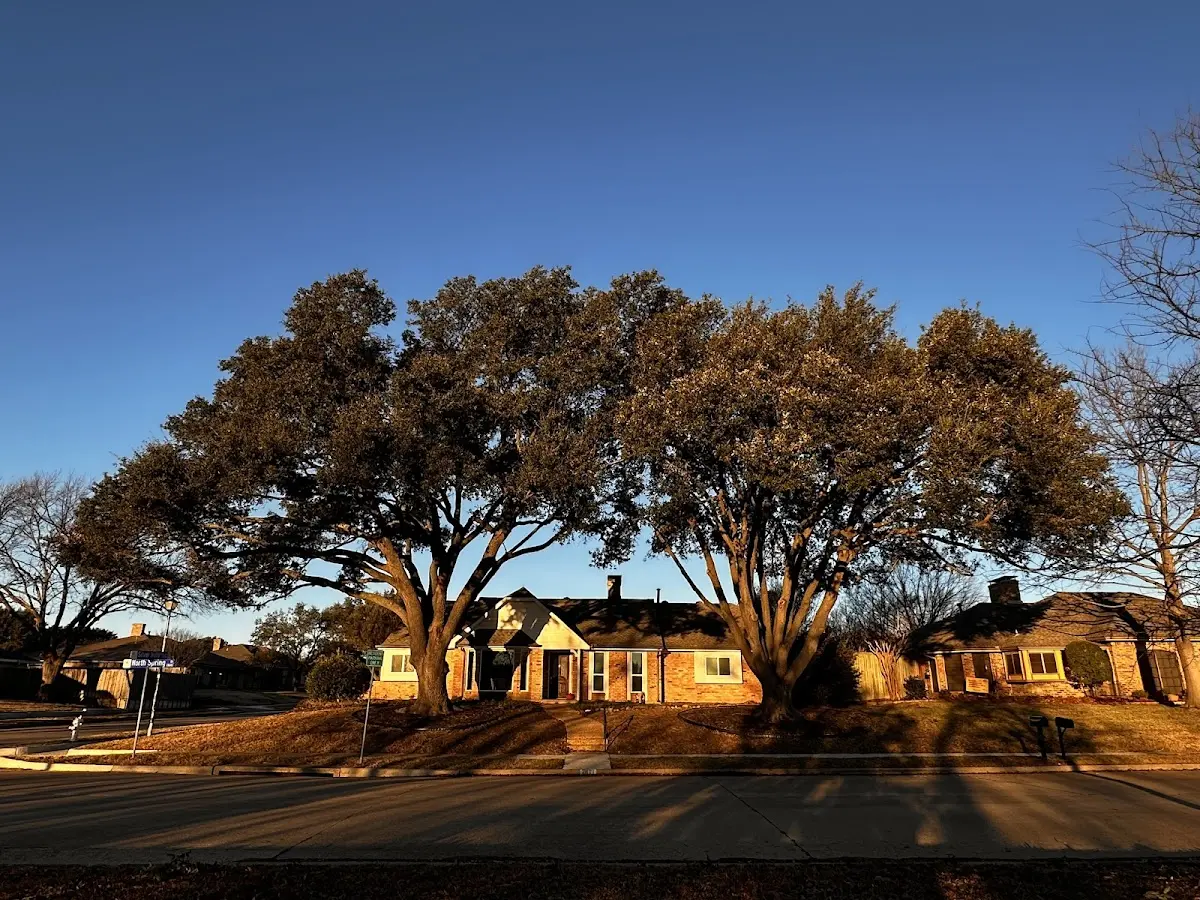 Established residential canopy tree shading a home in Nichols