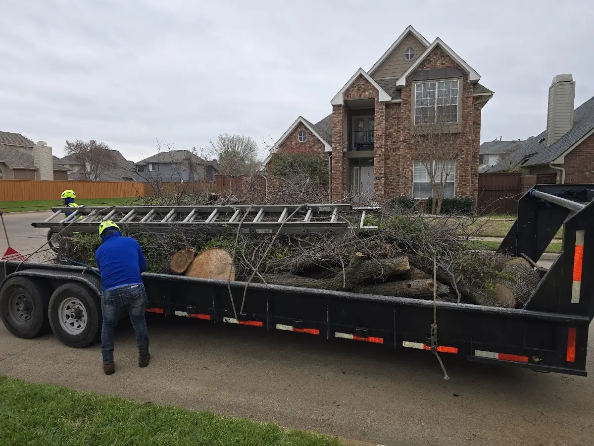 Expert Tree Pest Control with proper safety equipment in Nichols
